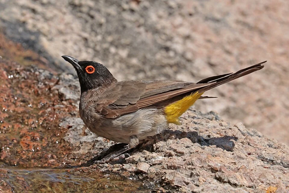 African red-eyed bulbul (Pycnonotus nigricans), Damaraland, Namibia