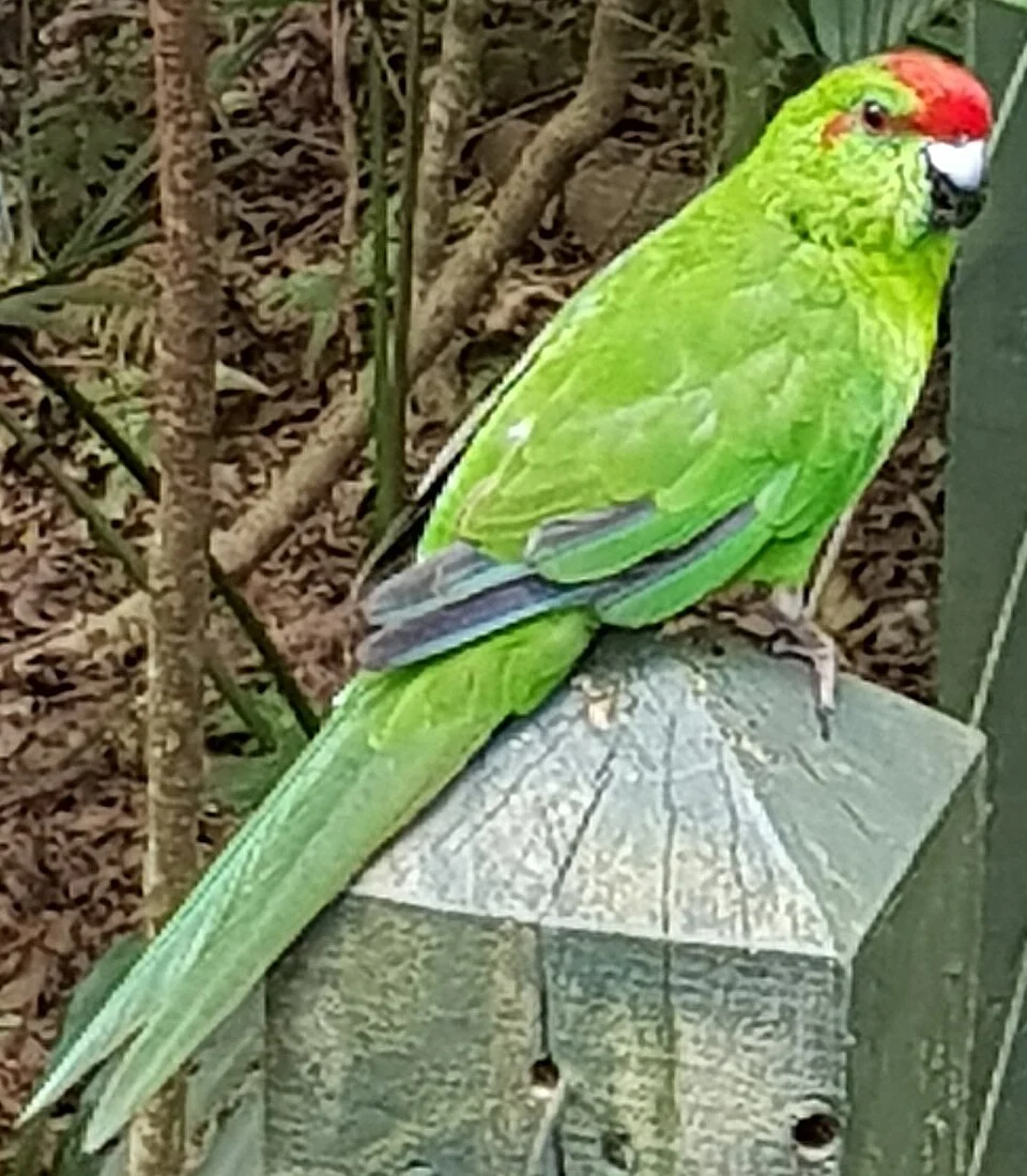 Norfolk parakeet, at Norfolk Island Botanic Garden, Norfolk Island
