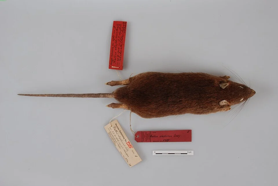 Rattus elaphinus