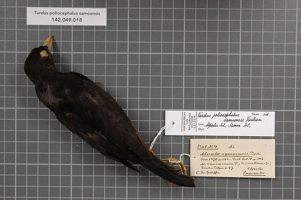 Turdus poliocephalus samoensis Tristram, 1879