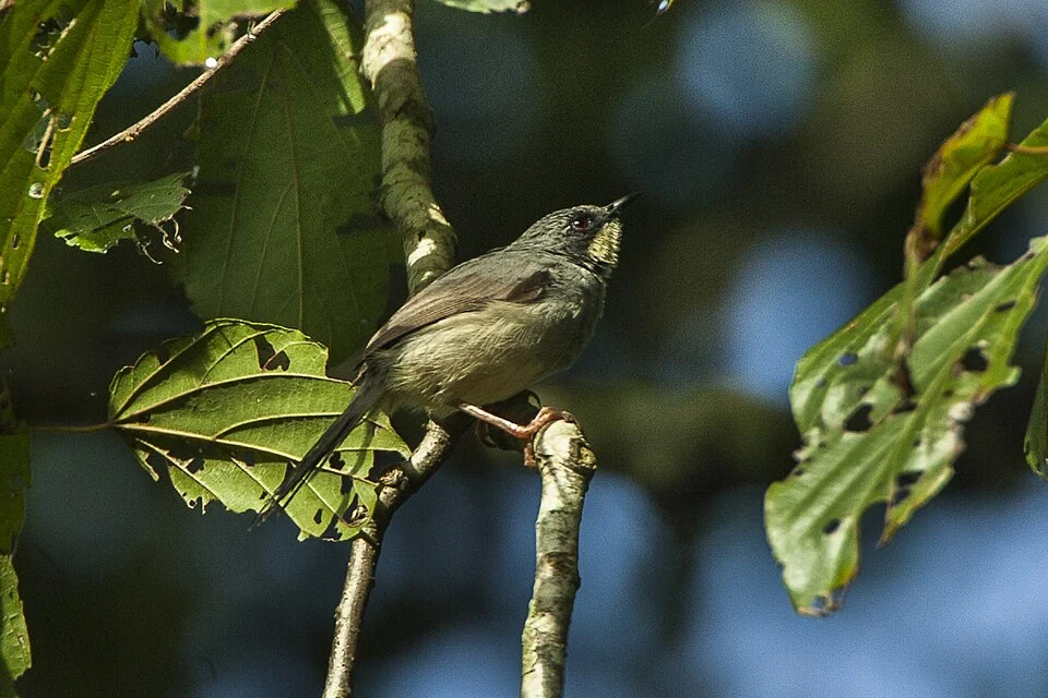 White-chinned Prinia - Kakamega Kenya 06_1467