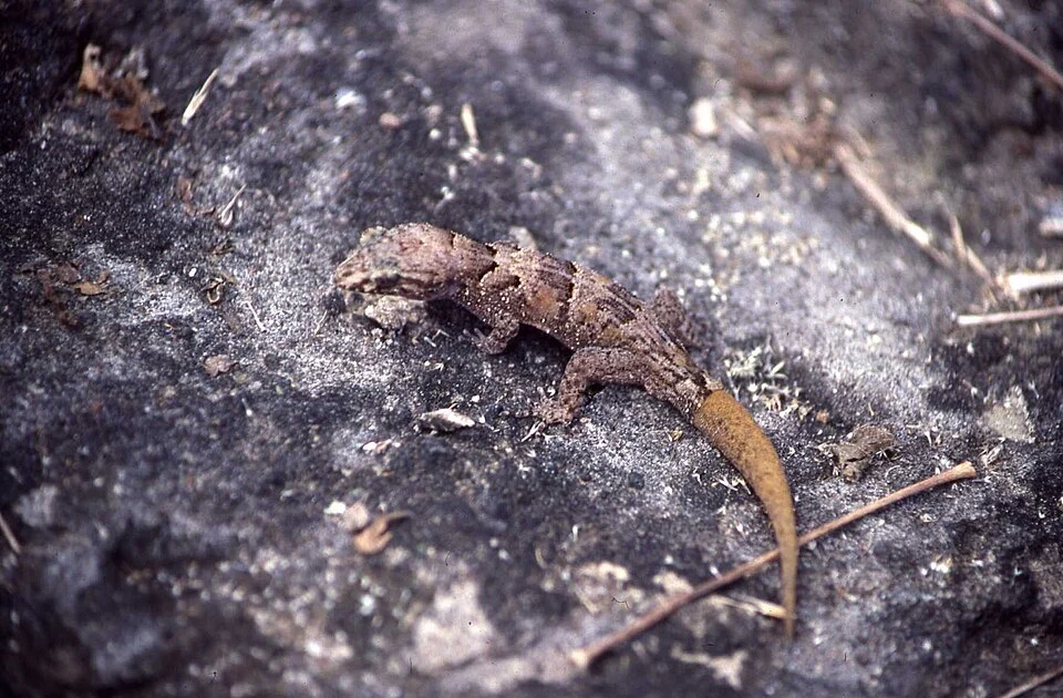 Photo of Round Island Night Gecko uploaded from iNaturalist.