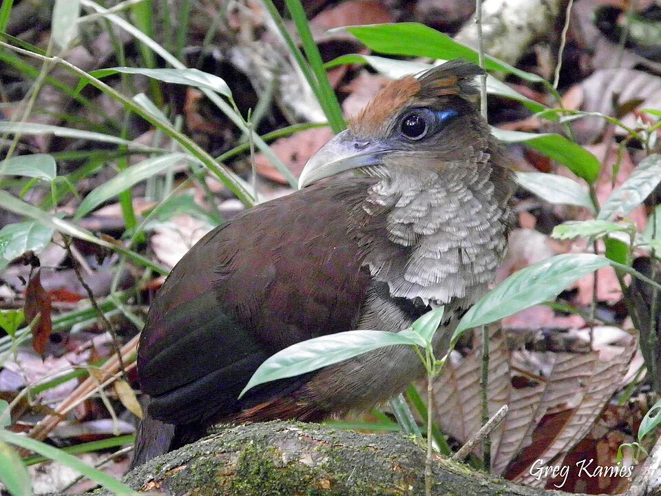 Rufous-vented Ground Cuckoo (Neomorphus geoffroyi) in Panama