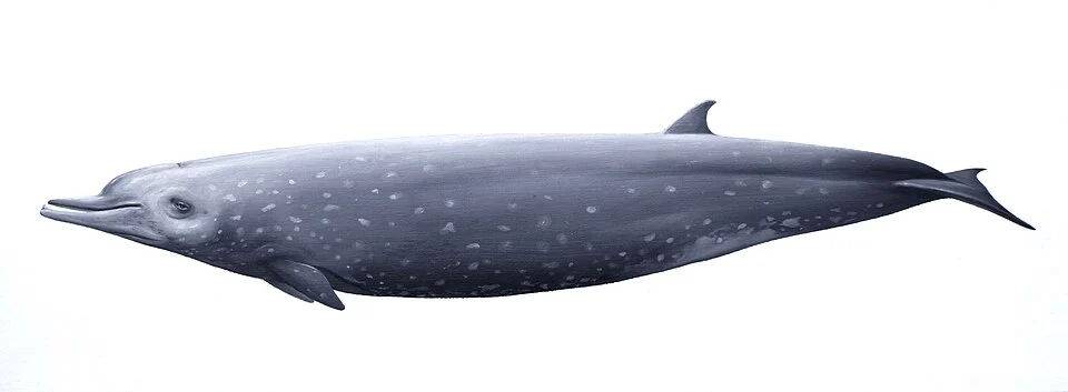 Indopacetus pacificus (Tropical bottlenose whale), oil on paper