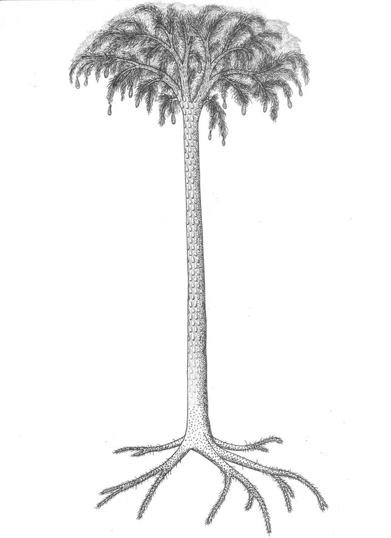 Lepidodendron