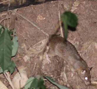 Photo of Lesser Ricefield Rat uploaded from iNaturalist.