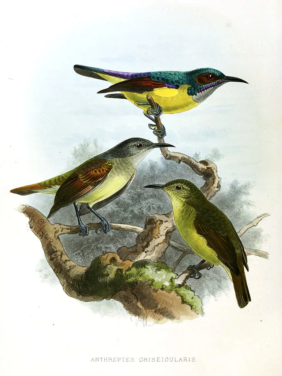 Anthreptes griseigularis
