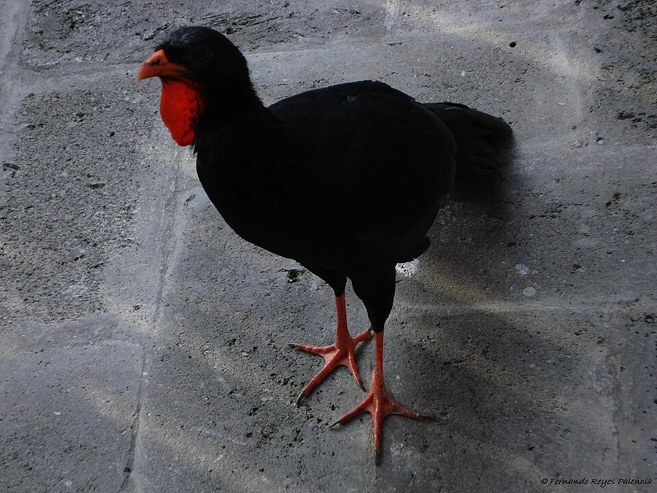 Highland Guan (Penelopina nigra) in Guatemala.
