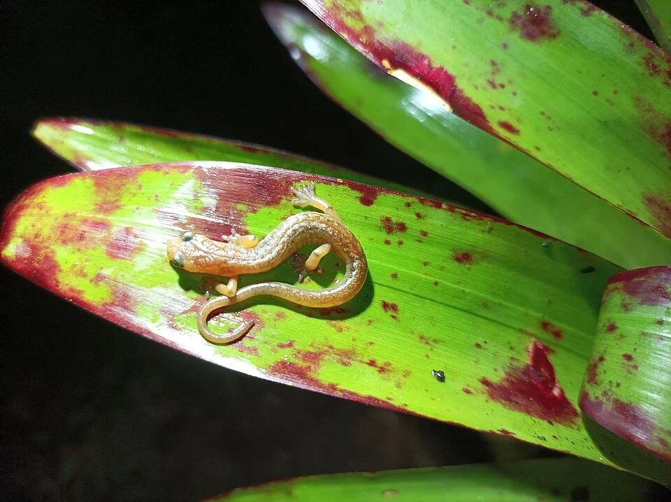 Chiropterotriton chiropterus in Veracruz, Mexico. Photo by Wouter Beukema. Original iNaturalist observation here: https://www.inaturalist.org/observations/177783708