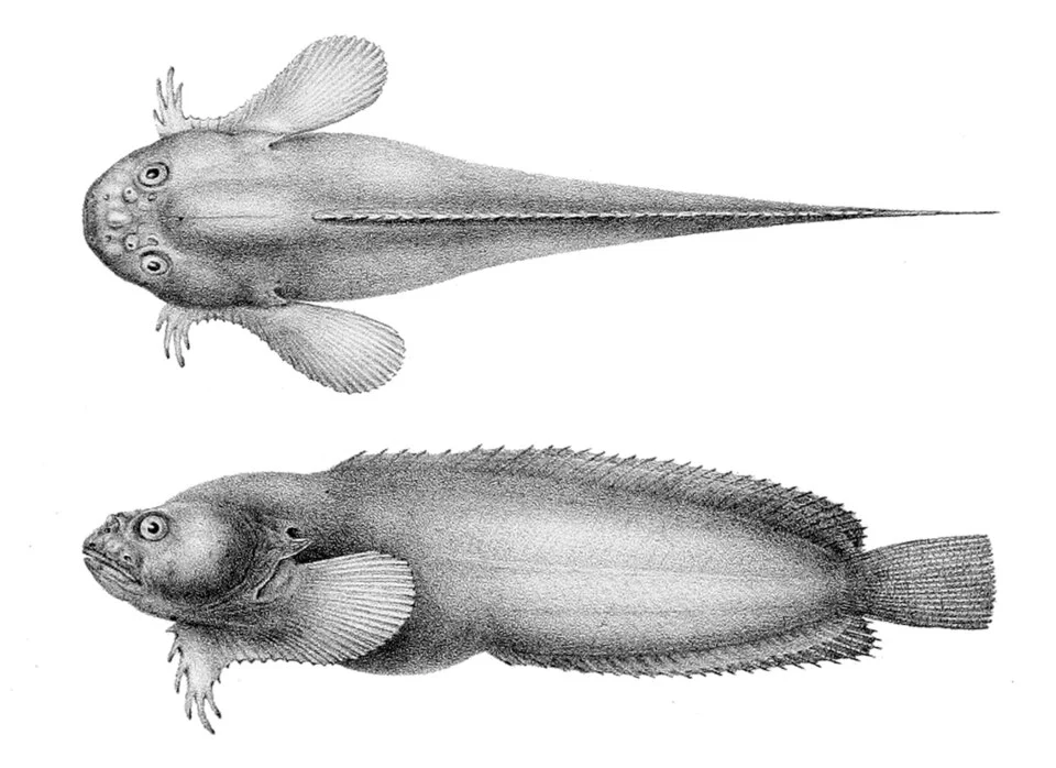 Liparis callyodon