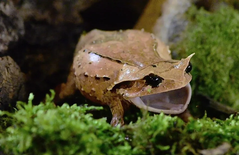 Brachytarsophrys intermedia