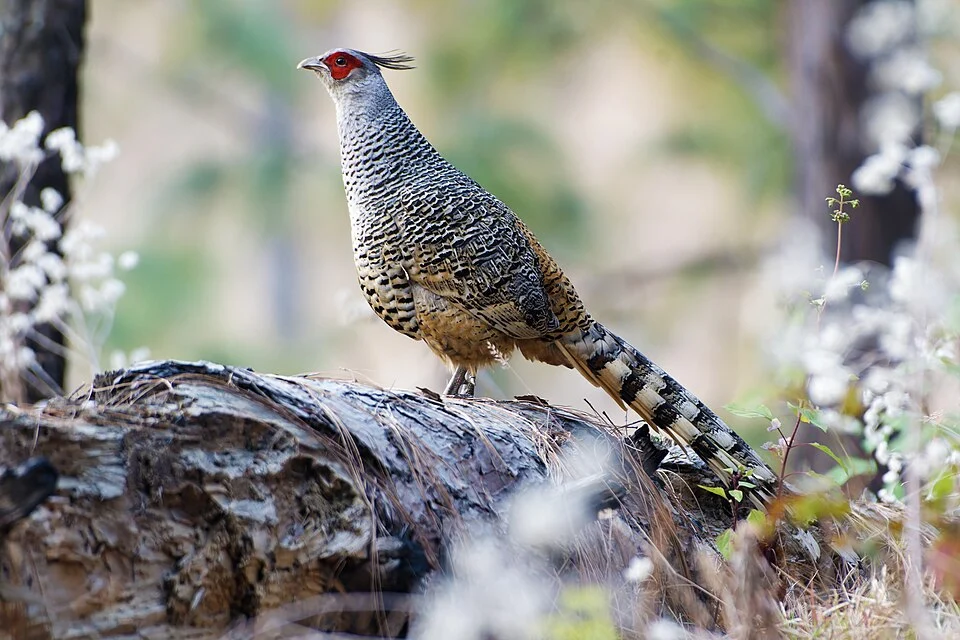 The Cheer Pheasant (Catreus wallichii) is one of the Himalayas' most majestic and threatened birds, often regarded as the "Silver King of the Himalayas." Its elegant silver-grey plumage is richly patterned with bold black streaks, complemented by a long barred tail and striking crimson facial skin that adds a regal touch. The male is larger, with a longer tail, brighter facial skin, and a more commanding appearance, while the female is slightly smaller, duller in colour, and better camouflaged for nesting among grasses and rocky slopes. Their diet includes seeds, grasses, roots, berries, shoot