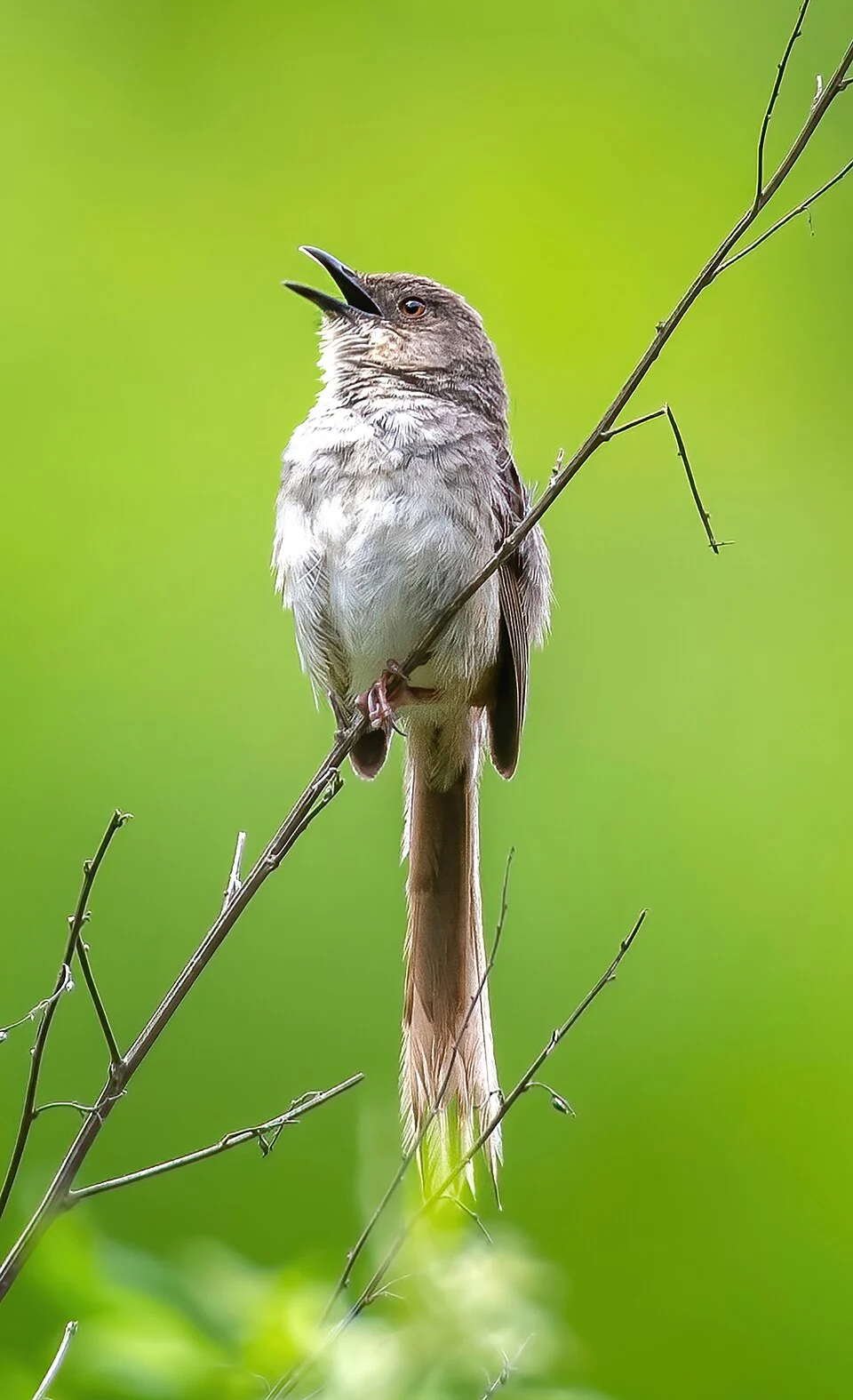 Himalayan Prinia (Prinia crinigera) in Nepal.