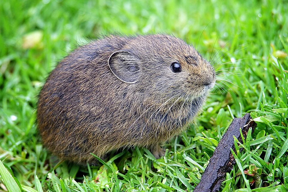 The image is of a Himalayan Pika taken in Lungthung, Sikkim. This is a young Ochotona thibetana sikimaria