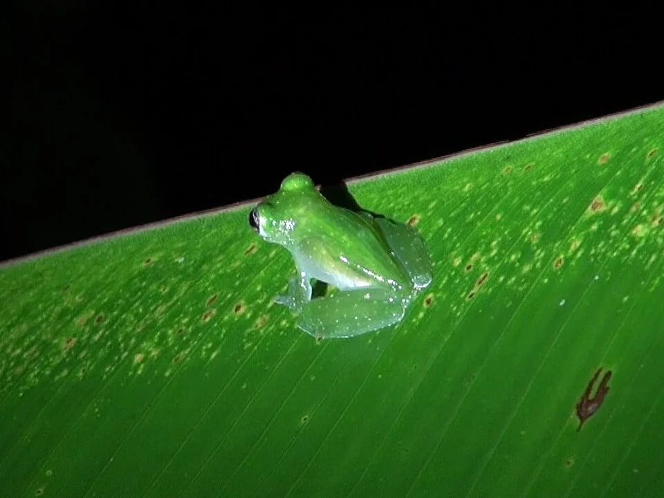 Reticulated glass frog, Hyalinobatrachium valerioi. Southern Costa Rica, Piedras Blancas National Park, Esquinas Lodge.