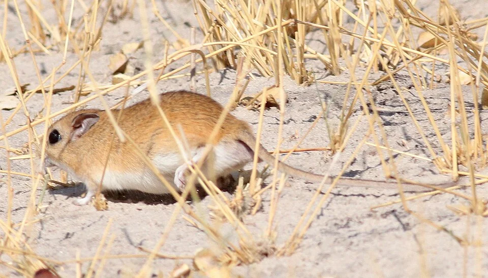 Bushveld gerbil (Gerbilliscus leucogaster), Botswana - Moremi