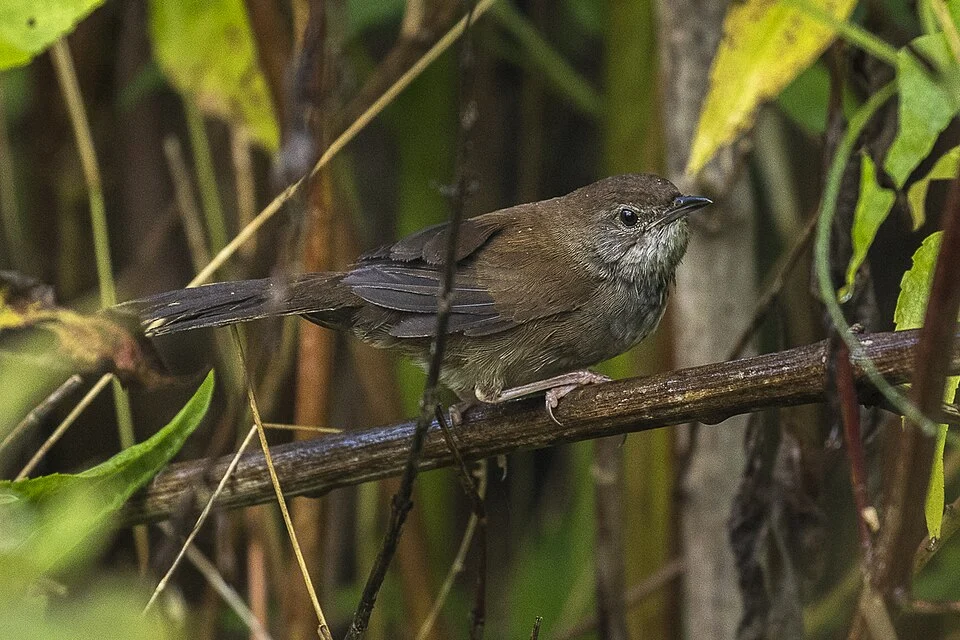 Javan Bush-Warbler - Ijen - East Java_MG_7413