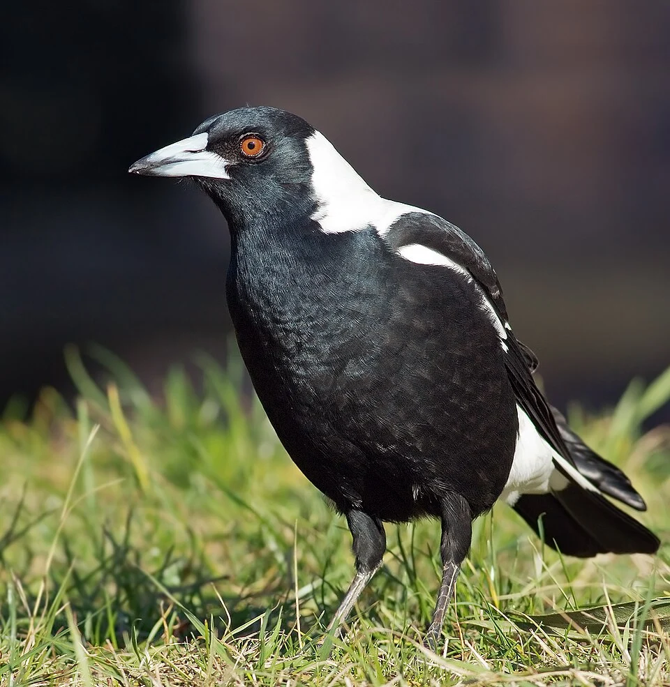 Australian Magpie (Cracticus tibicen hypoleuca), male, Queen's Domain, Hobart, Tasmania, Australia