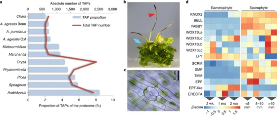 Anthoceros agrestis Bonn plant and stomatal micrograph alongside developmental gene-expression and transcription-factor plots, Li and coauthors 2020 figure 3