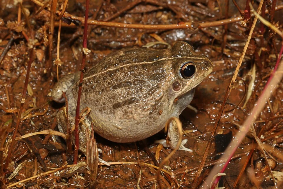 Photo of Knife-footed Frog uploaded from iNaturalist.