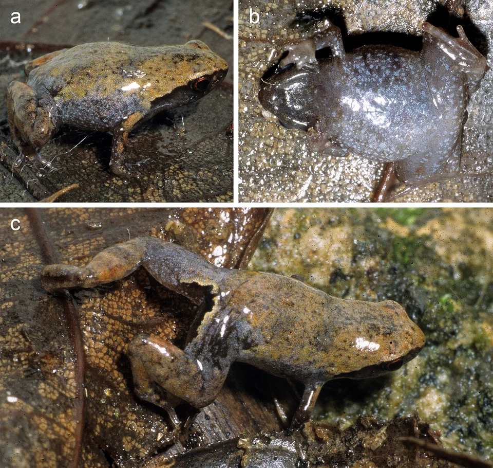 Fig 12. Anodonthyla eximia sp. nov. holotype (ZMA 20246) in life.
(a) dorsolateral, (b) ventral, and (c) posterodorsal view. — Scherz et al. 2019 PLoS ONE 14(3): e0213314