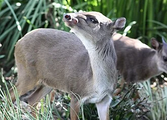Philantomba monticola Blue duiker