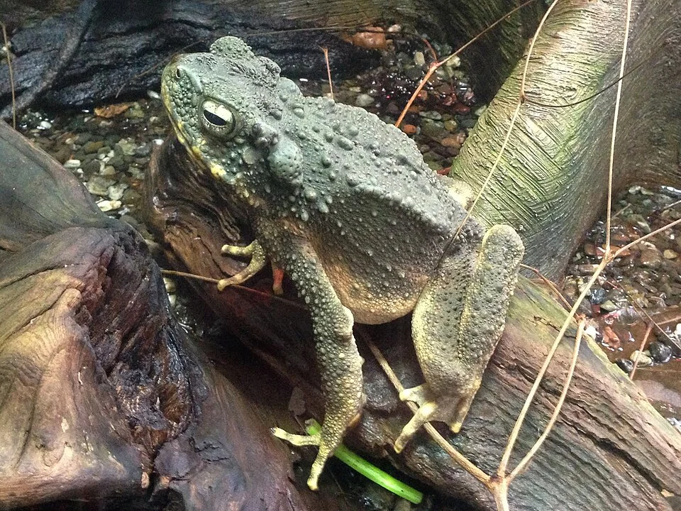A Borneo River Toad (Phrynoidis juxtaspera) at the California Academy of Sciences