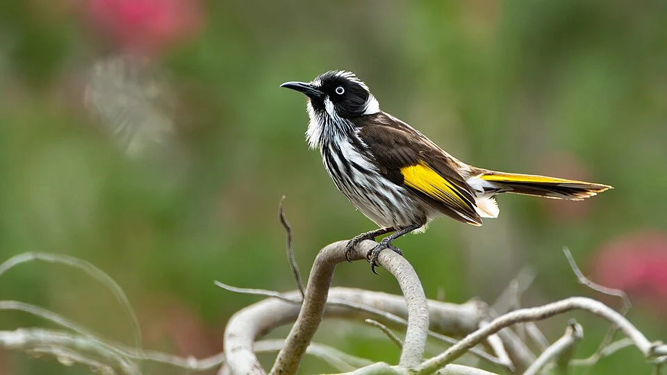 New holland honeyeater perched.
