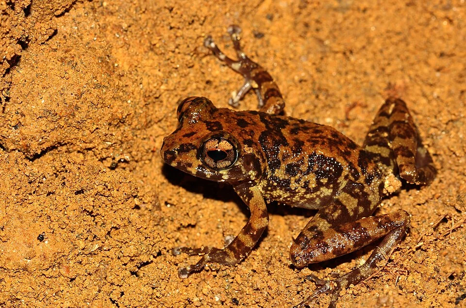 Pseudophilautus sordidus is a frog species endemic to Sri Lanka