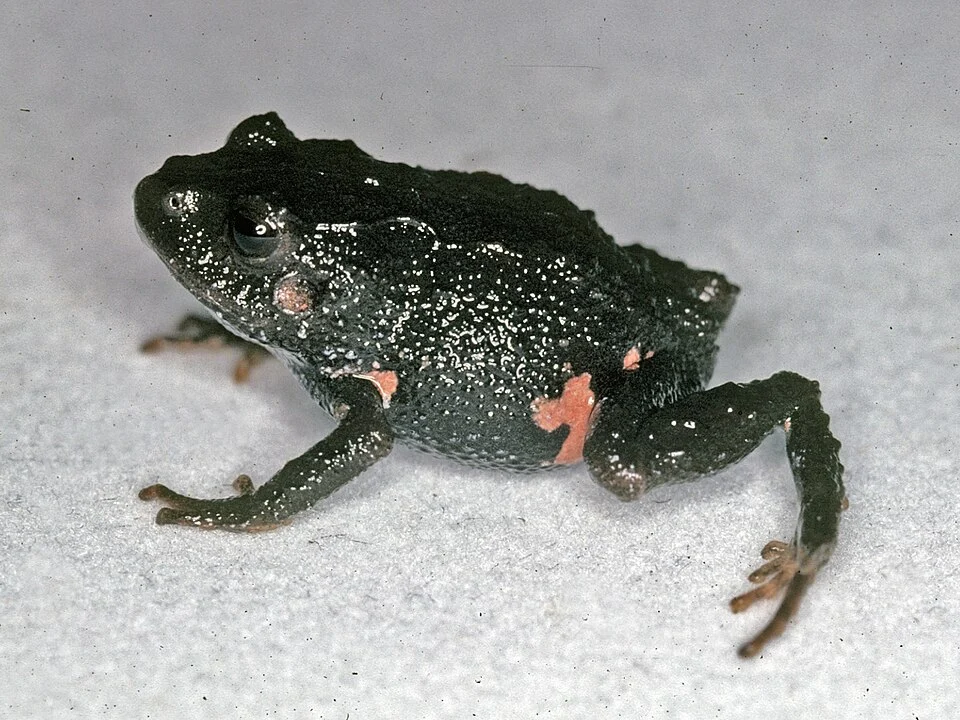Pristimantis myersi