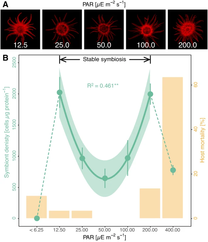 Chlorophyll fluorescence photographs of Exaiptasia diaphana CC7 anemones under different light treatments with symbiont-density and mortality plot, Rädecker and coauthors2023figure3