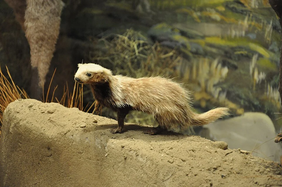 Lyncodon patagonicus - Patagonian Weasel - Museum of Patagonia - San Carlos de Bariloche Argentina