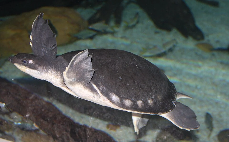 Carettochelys insculpta in Siam centre, Bangkok