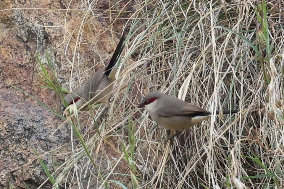 Photo of Arabian Waxbill uploaded from iNaturalist.