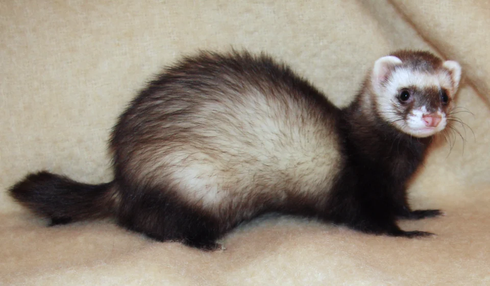 An image of a pet ferret.
