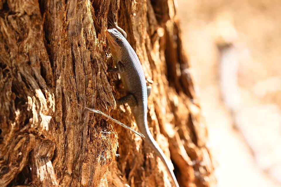Kalahari tree skink, Kalahari boomskink (Trachylepis spilogaster)-1574