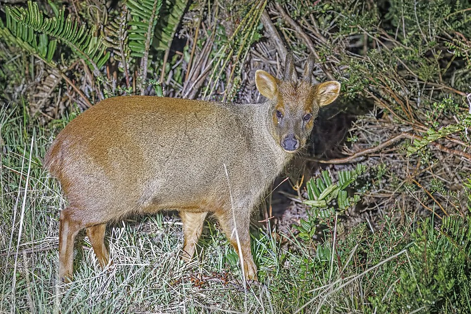Southern pudu (Pudu puda) male, Tepuhueico, Chiloé Island, Chile