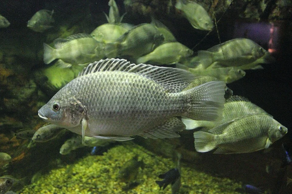 Oreochromis mossambicus or Mozambique Tilapia at the Cincinnati Zoo.