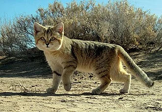 A sandy-coloured sand cat standing on pale soil beside scrub.