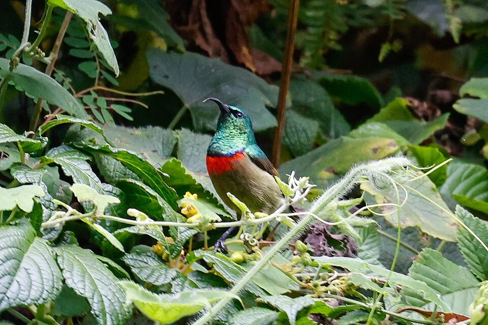 Cinnyris usambaricus, Tanga, TZ, 2023-10-05 (iNaturalist).