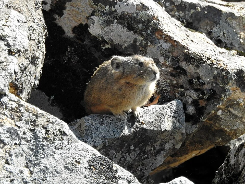 Manchurian Pika (Ochotona mantchurica) in Russia