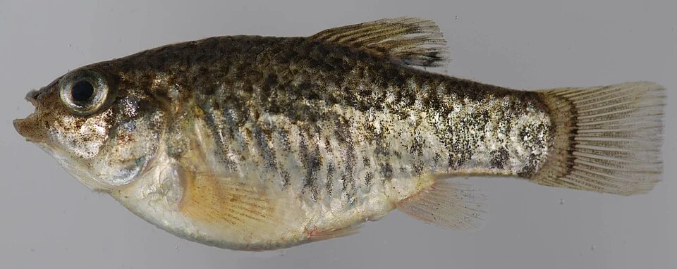 sheepshead minnow, Cyprinodon variegatus, 45mm SL, Muddy Creek Fish Weir, Rhode River, SERC, Anne Arundel County, MD - 10/15/11. Photo by Robert Aguilar, Smithsonian Environmental Research Center.