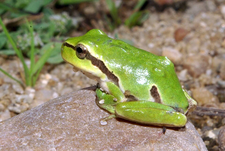Iberian treefrog (Hyla molleri), Salanaca (Spain).