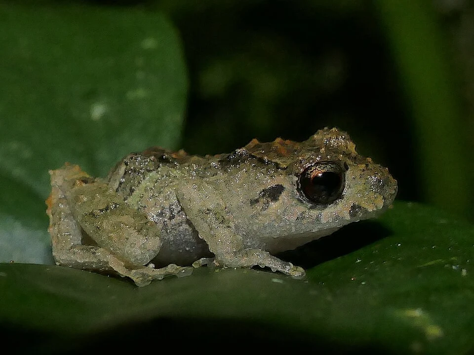 Photo of Pristimantis zophus (Pristimantis zophus) uploaded from iNaturalist.