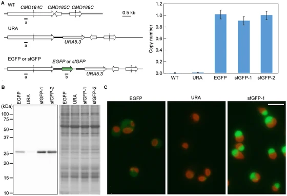 Fluorescence microscopy of experimental Cyanidioschyzon merolae transformants in panel C of Sumiya and colleagues’ 2014 figure 2, alongside genetic diagrams and protein measurements