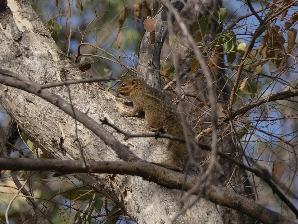 Kintampo Rope Squirrel (Funisciurus substriatus)