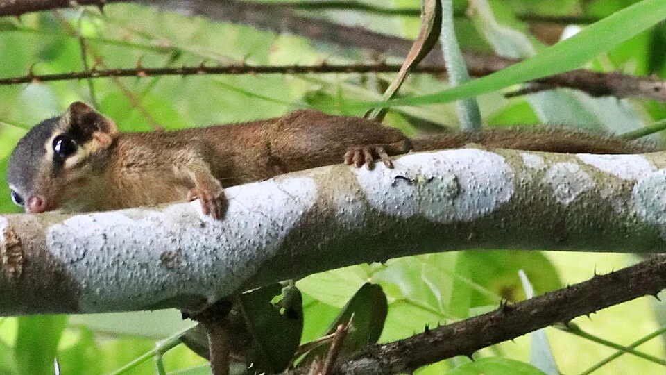 The northern smooth-tailed treeshrew from Cat Tein National Park.