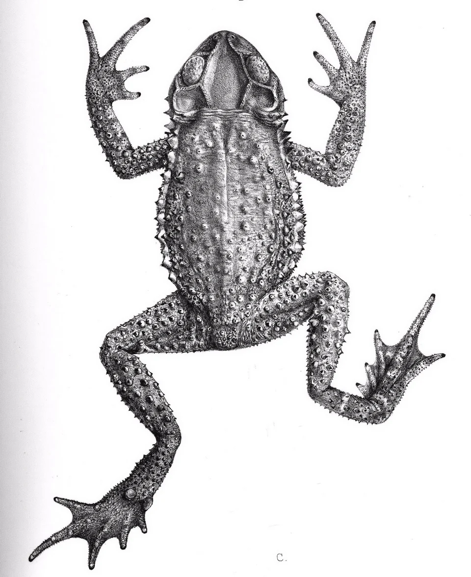 Incilius cristatus
Gunther, Albert C. L. G. (Albert Carl Ludwig Gotthilf). 1885. Biologia Centrali-Americana. no. [7], Reptilia and Batrachia, [London : Pub. for the editors by R.H. Porter].

Extracted from Smithsonian Libraries and Archives image - Tab 69 - Image ID: SIL-bca_04_00_00_419