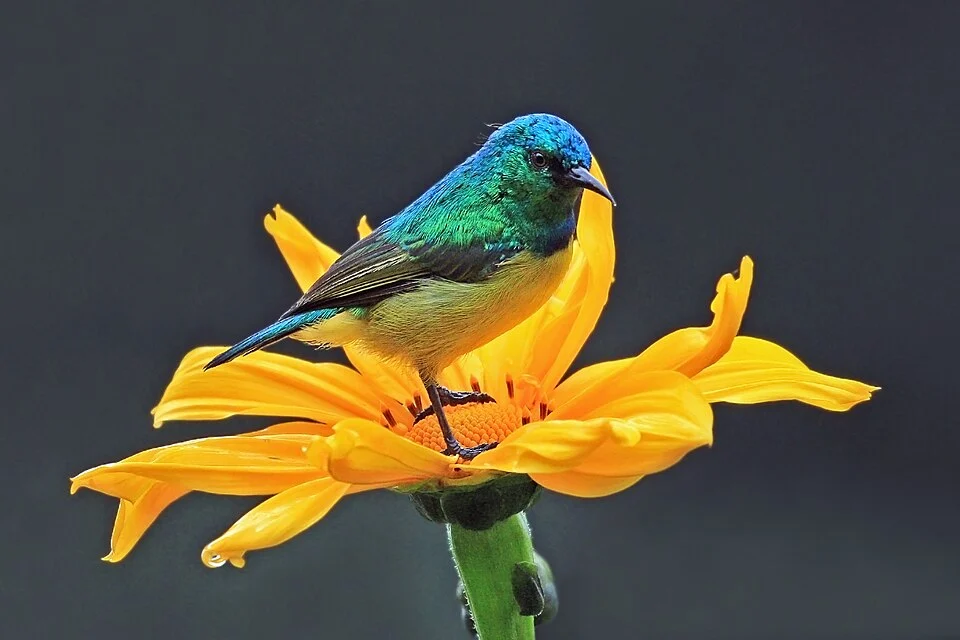 Collared sunbird (Hedydipna collaris) male, Sabyinyo Silverback Lodge, Volcanoes National Park, Rwanda
