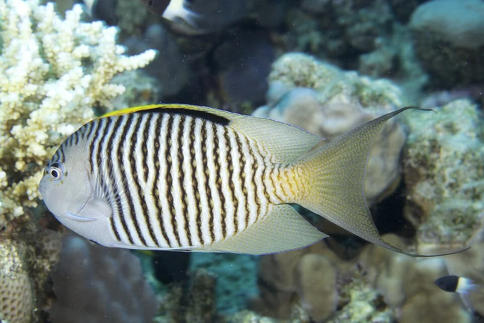 Genicanthus caudovittatus male, Egypt.